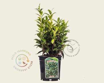 Sarcococca hookeriana var 'Humilis'