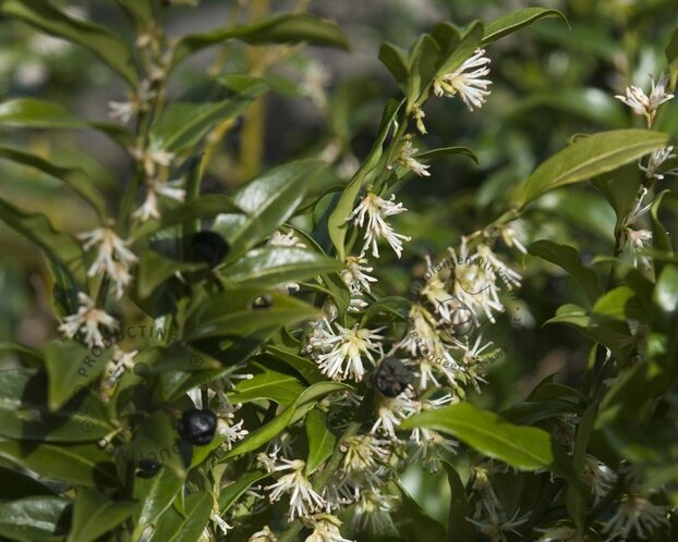 Sarcococca hookeriana var 'Humilis'