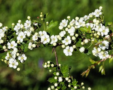 Crataegus laevigata 'Plena' - XL