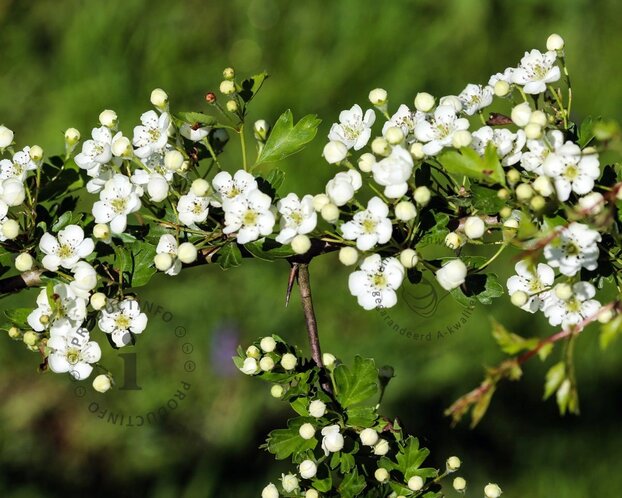 Crataegus laevigata 'Plena' - XL