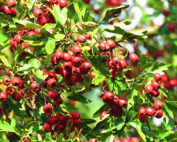 Crataegus laevigata 'Plena' - XL