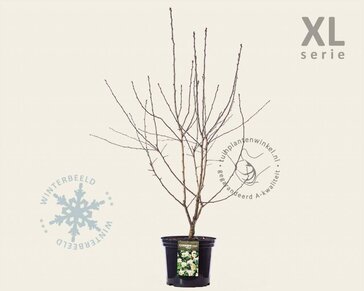 Crataegus laevigata 'Plena' - XL