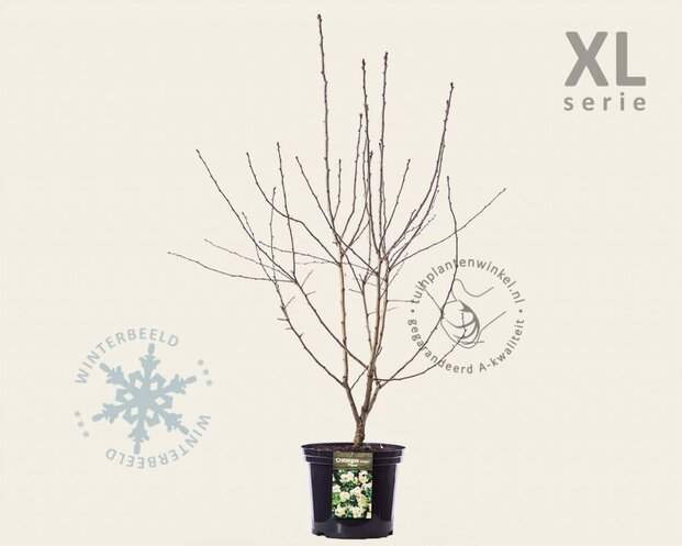 Crataegus laevigata 'Plena' - XL