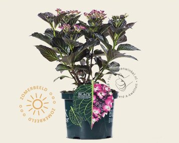 Hydrangea macrophylla 'Dark Angel Purple' image