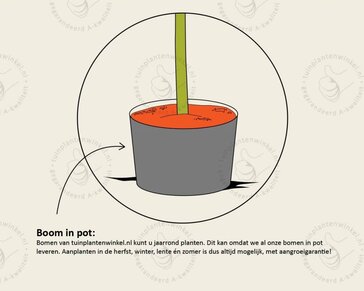 Lei-Sierappel 'Evereste' - Basic - pakket 2 stuks + EXTRA'S!