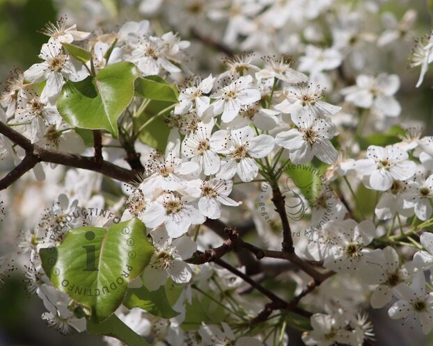 Pyrus calleryana 'Chanticleer'