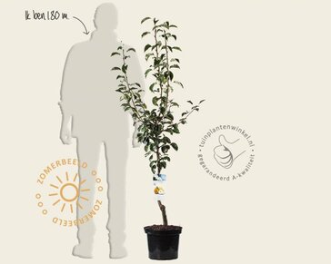 Pyrus communis 'Gieser Wildeman' - laagstam