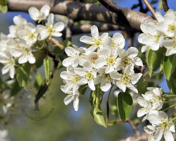 Pyrus communis 'Gieser Wildeman' - laagstam
