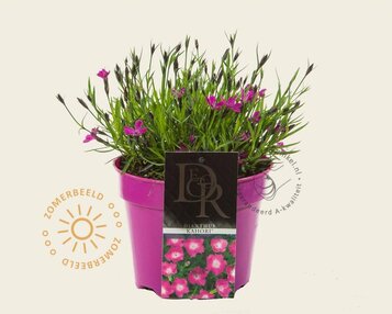 Dianthus 'Kahori' image