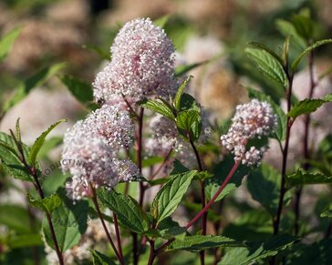 Ceanothus x pallidus 'Marie Simon'