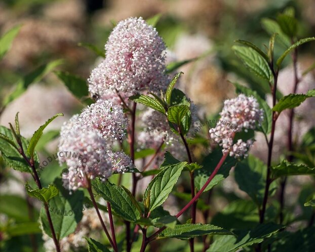 Ceanothus x pallidus 'Marie Simon'