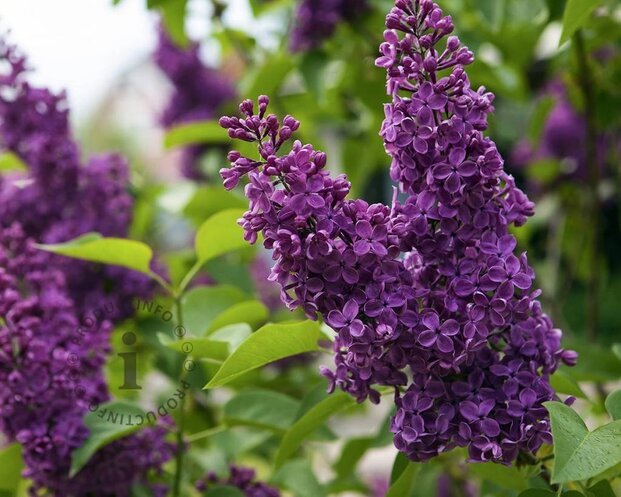 Syringa vulgaris 'Andenken an Ludwig Späth'