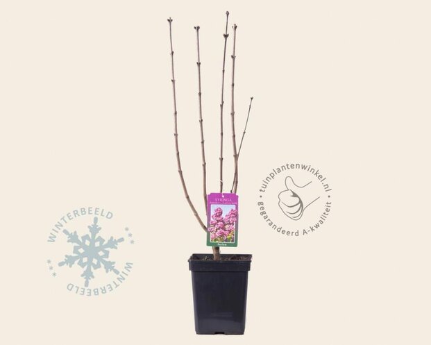 Syringa vulgaris 'Andenken an Ludwig Späth'