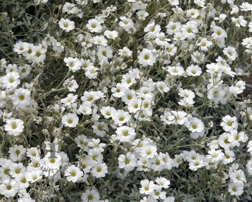 Cerastium tomentosum