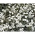Cerastium tomentosum