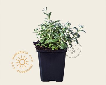 Cerastium tomentosum