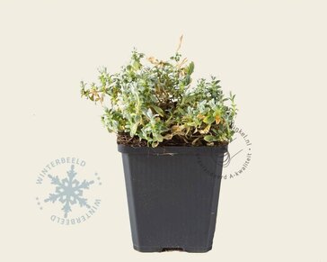 Cerastium tomentosum