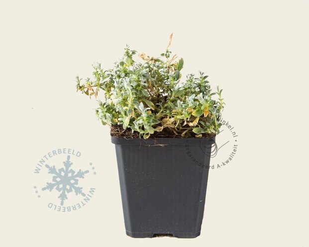 Cerastium tomentosum