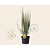 Cytisus praecox 'Allgold'