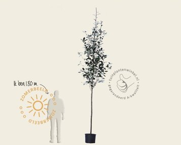Sorbus thuringiaca 'Fastigiata' image