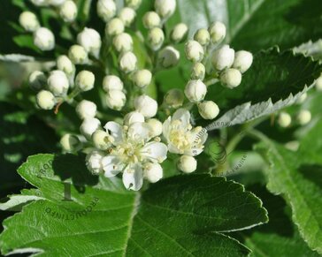 Sorbus thuringiaca 'Fastigiata'