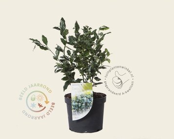 Sarcococca confusa image