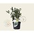 Sarcococca confusa