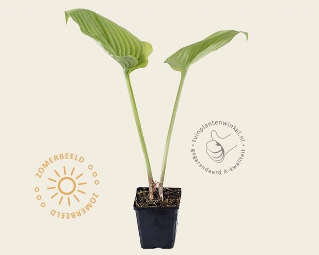 Hosta 'Sum and Substance'