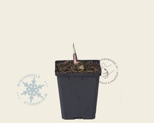 Hosta 'Sum and Substance'
