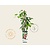 Actinidia arguta 'Ken's Red'
