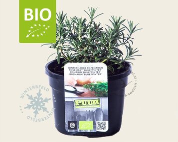 Rosmarinus officinalis 'Blue Winter Puur' image