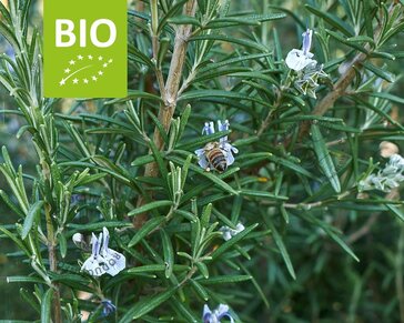 Rosmarinus officinalis 'Blue Winter Puur'