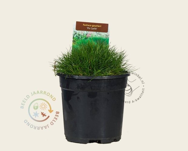 Festuca gautieri 'Pic Carlit'