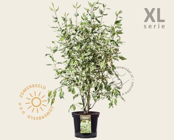 Cornus alba 'Elegantissima' - XL image