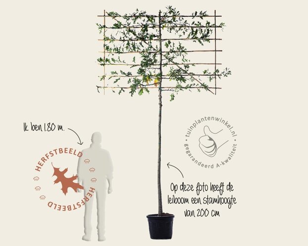 Lei-Moeraseik - Classic - pakket 2 stuks + EXTRA'S!