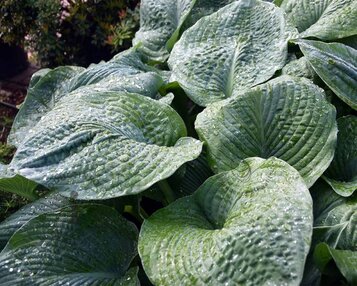 Hosta sieboldiana 'Elegans' image