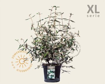 Viburnum 'Pragense' - XL image