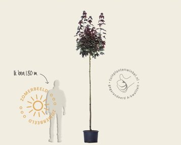 Acer platanoides 'Crimson Sentry' - 225 cm stam image