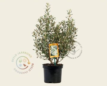 Olearia haastii image