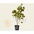 Cornus florida