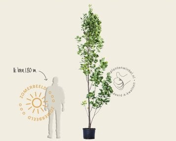 Liriodendron tulipifera 'Fastigiatum' image