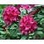 Rhododendron 'Nova Zembla'