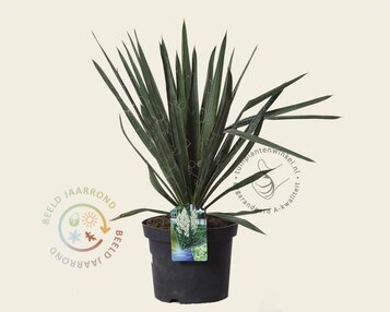 Yucca filamentosa image