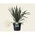 Yucca filamentosa