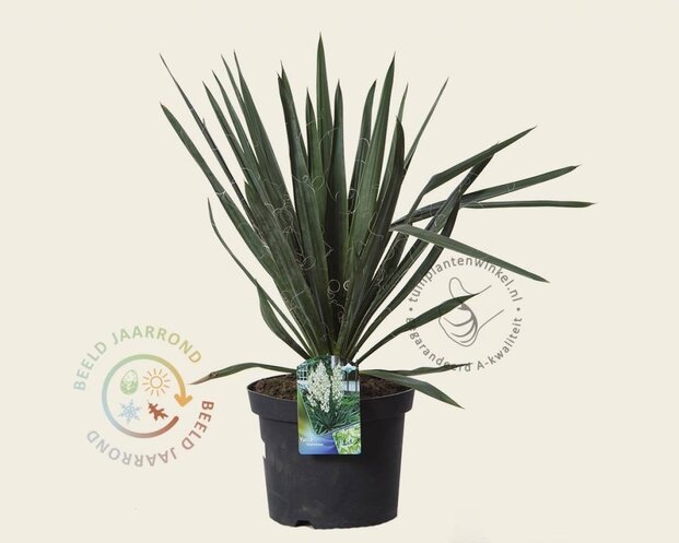 Yucca filamentosa