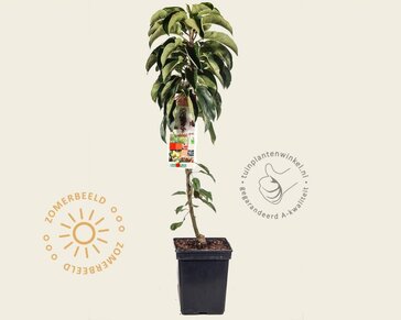 Malus domestica 'Red Sensation' - zuilvorm