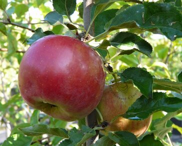 Malus domestica 'Red Sensation' - zuilvorm