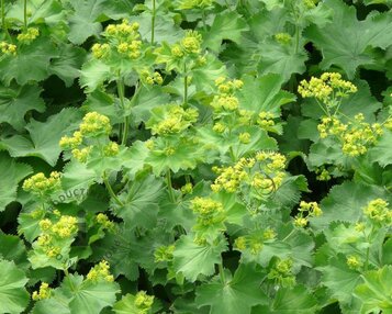 Alchemilla mollis image