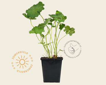 Alchemilla mollis