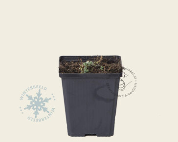 Alchemilla mollis